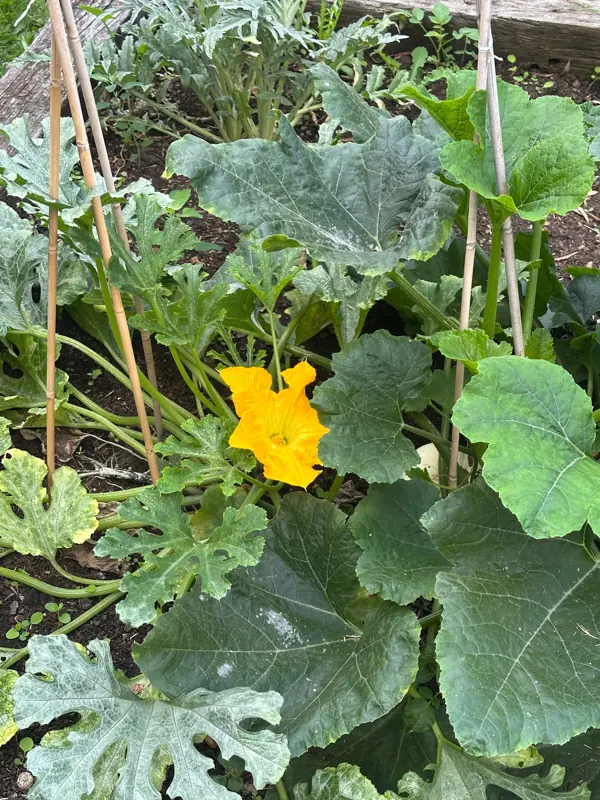 The wildflower strip in bloom