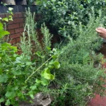 Herb Garden Workshop in York