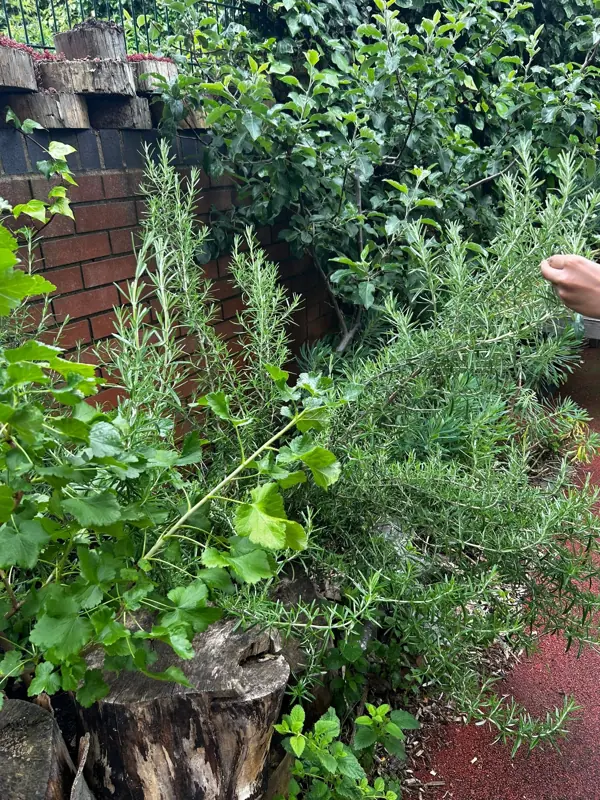 Herb Garden Workshop in York