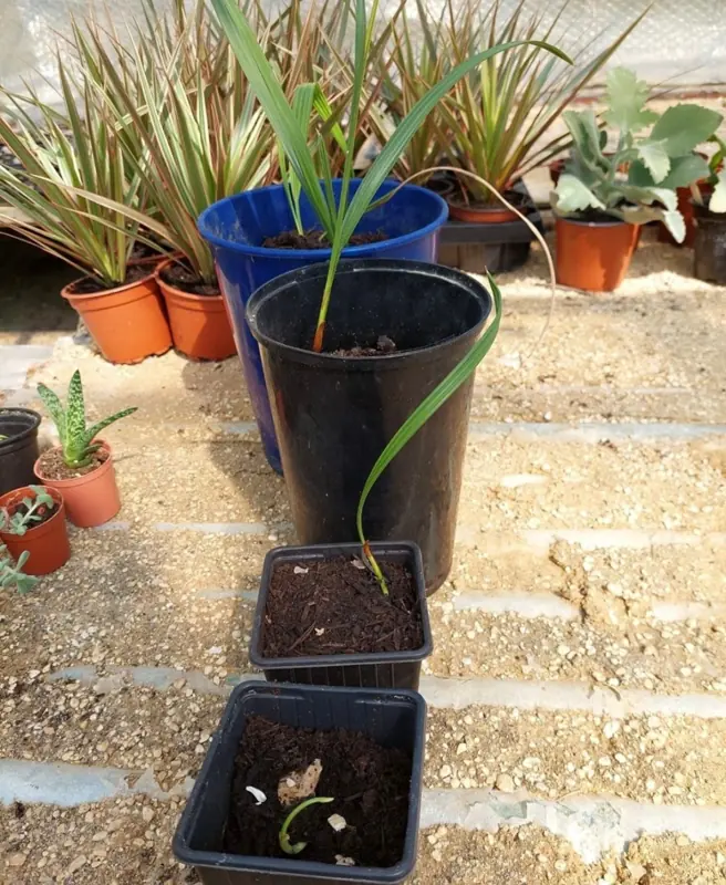 Street Planters