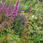 Wildflower Seed Bomb Social in Manchester