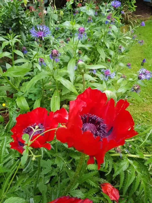Wildflower Seed Bomb Social