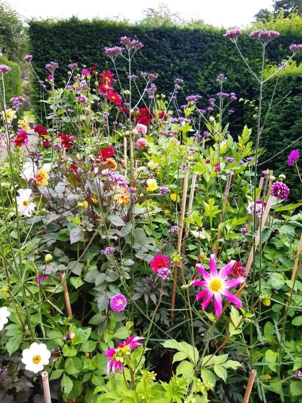 Library Herb Garden