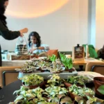 Houseplant Clinic in Manchester