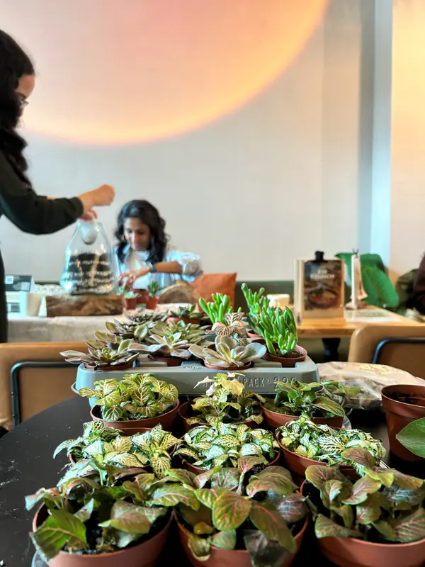 Houseplant Clinic in Manchester